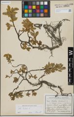 Foto von Salix hastata L.